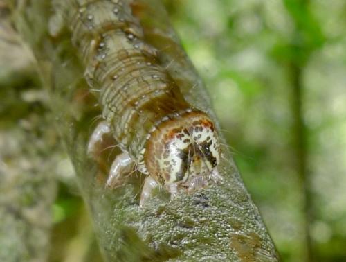 Allophyes oxyacanthae